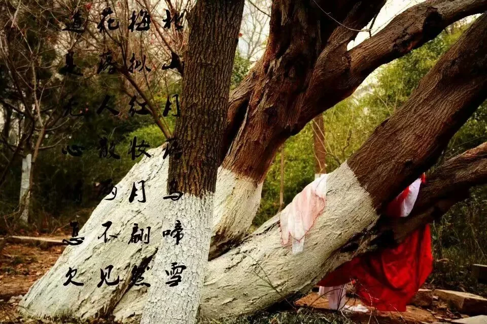 梅花拟人COS写真
