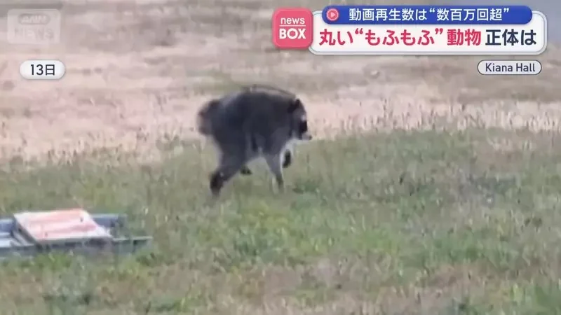 在美國西雅圖出沒的神秘生物《JIMOTHY》風靡全球的謎之動物其真面目是...｜高清图片集
