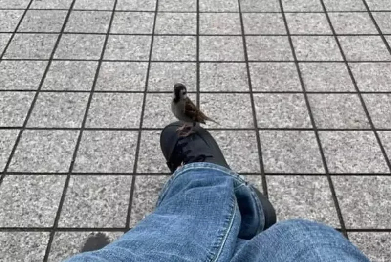 《奇蹟的一幕》在長椅休息的時候麻雀竟然停在自己的鞋子上，這是什麼童話故事般的瞬間！？｜高清图片集