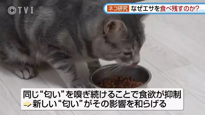 日本研究《貓咪為什麼飼料都吃剩》其實跟氣味一成不變有關係？｜高清图片集