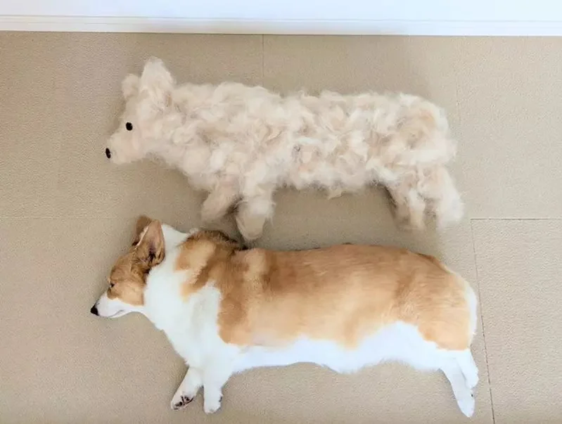 柯基犬飼主的心情反饋，如果你努力勤奮的刷毛，那麼回報你的就是家裡多出一條狗｜高清图片集