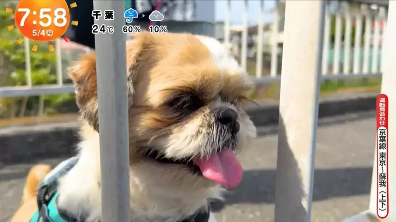 《超愛電車的西施犬》每天散步都要看到電車才滿足 電車經過還會瘋狂轉圈圈｜高清图片集