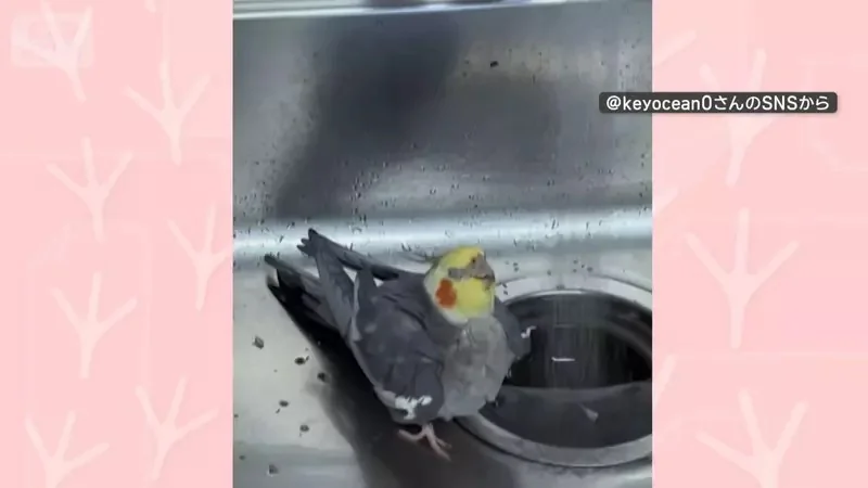 對水龍頭流出的水高舉著翅膀的鸚鵡 如此奇特〝萬歲〞動作真的是消暑太開心嗎？｜高清图片集
