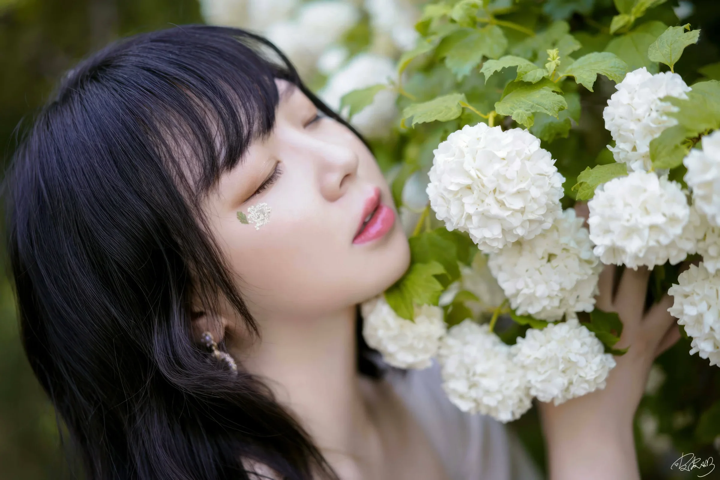 皮皮奶 – 绣球花｜高清图片集