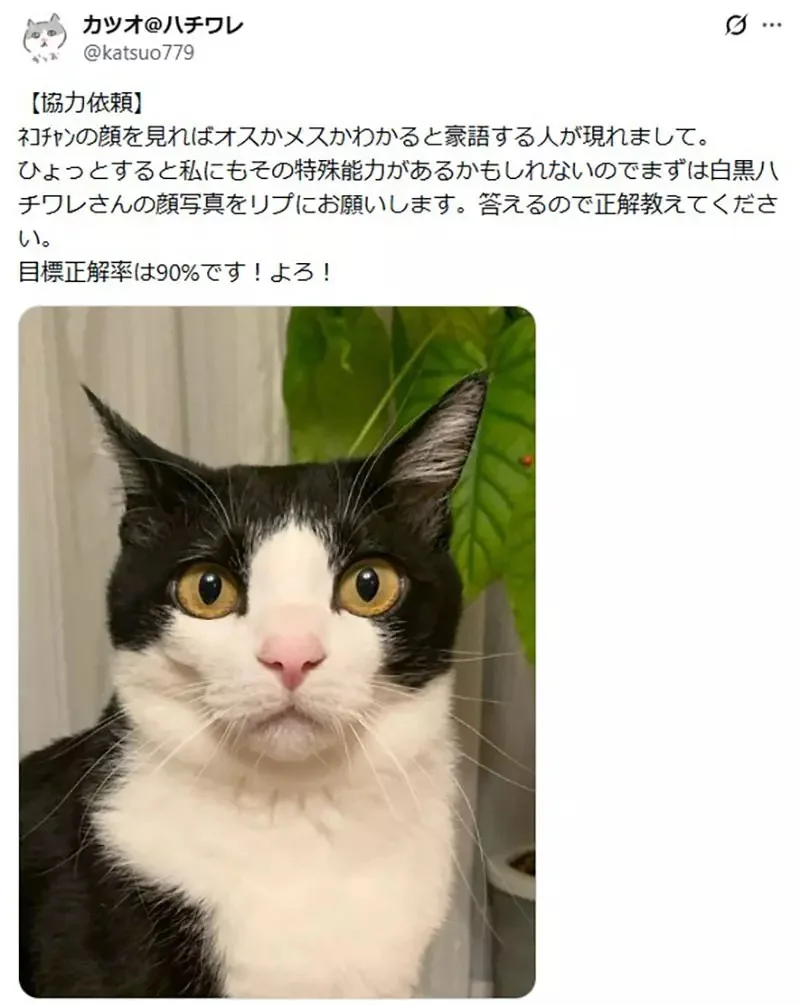 日本網友自稱可以看出《黑白八字貓的性別》大家都來曬貓照考考他了｜高清图片集