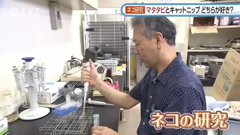 日本研究《貓咪為什麼飼料都吃剩》其實跟氣味一成不變有關係？｜高清图片集