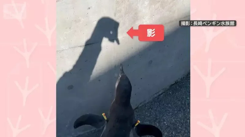 對著牆壁影子戰鬥的《洪堡企鵝》長崎企鵝水族館拍下的超有趣畫面｜高清图片集