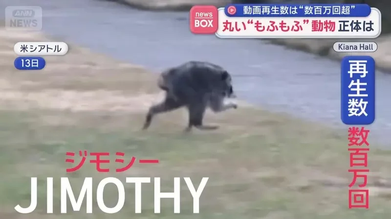 在美國西雅圖出沒的神秘生物《JIMOTHY》風靡全球的謎之動物其真面目是...｜高清图片集