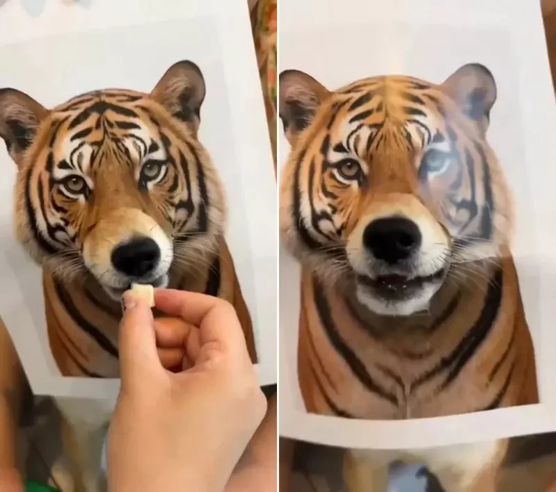 《如何在家合法飼養各種野生動物》原來一隻柴柴就能解決你的煩惱｜高清图片集