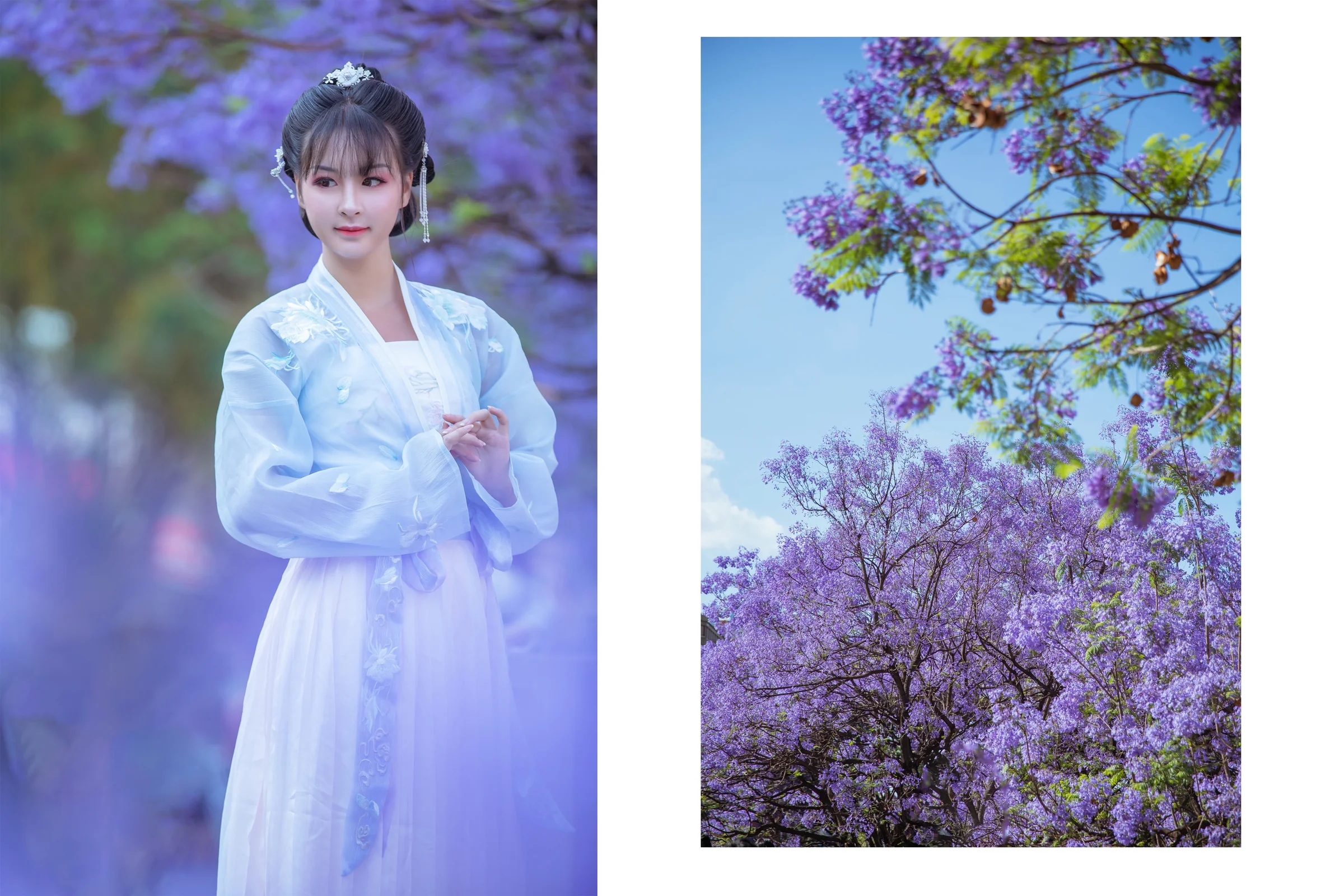 汉服蓝花楹｜高清图片集