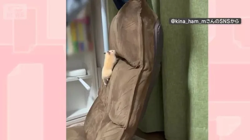 網友拍下《超擅長爬牆的倉鼠》就會腳腳懸空顫顫抖抖的還是要往上爬，這是為什麼呢？｜高清图片集