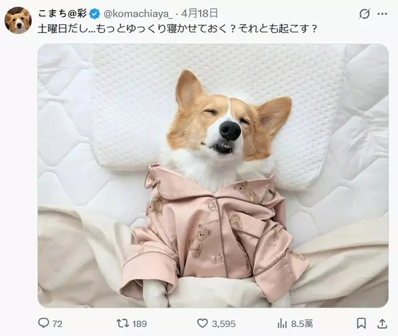 柯基犬飼主的心情反饋，如果你努力勤奮的刷毛，那麼回報你的就是家裡多出一條狗｜高清图片集