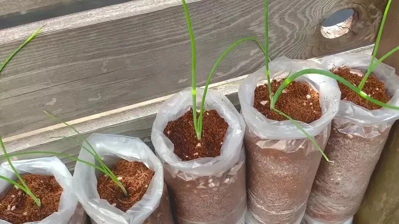 網友分享新穎的家庭菜園種植法 直接在水泥磚的洞裡種蔥會怎樣？｜高清图片集