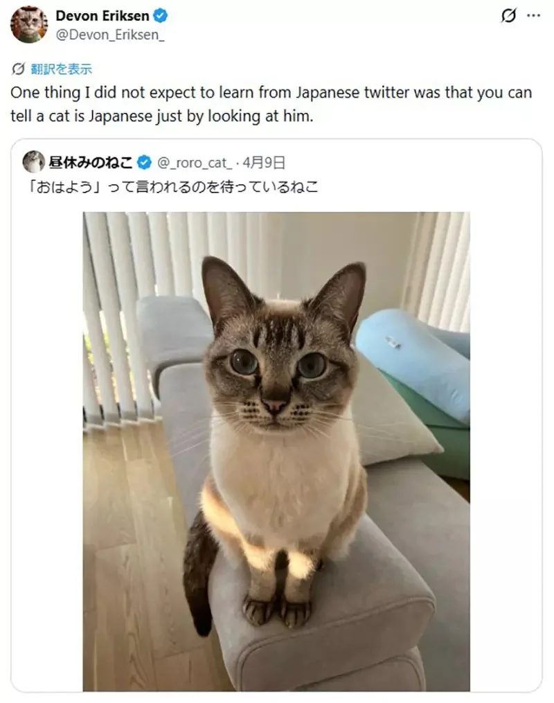 美國作家發現《看臉就能認出日本貓》飼主們紛紛貼出愛貓讓他鑑定了｜高清图片集