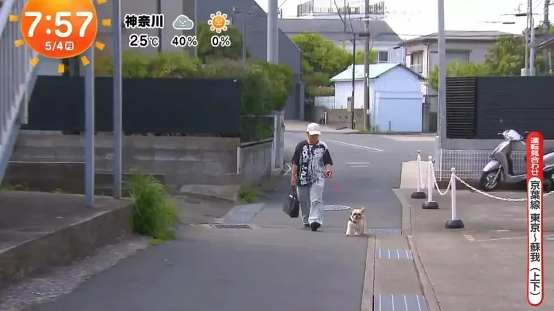 《超愛電車的西施犬》每天散步都要看到電車才滿足 電車經過還會瘋狂轉圈圈｜高清图片集