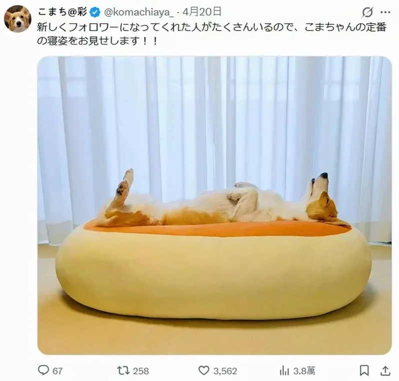 柯基犬飼主的心情反饋，如果你努力勤奮的刷毛，那麼回報你的就是家裡多出一條狗｜高清图片集