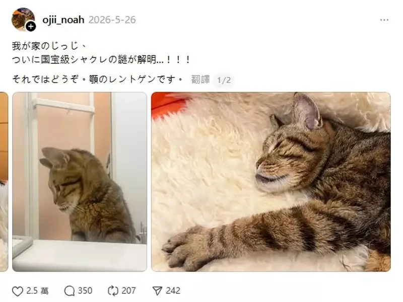 《下巴突出的貓貓》就連修冷氣的大哥看到都說有玩社群嗎？這拍照上傳肯定會紅啦｜高清图片集