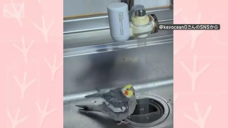 對水龍頭流出的水高舉著翅膀的鸚鵡 如此奇特〝萬歲〞動作真的是消暑太開心嗎？｜高清图片集