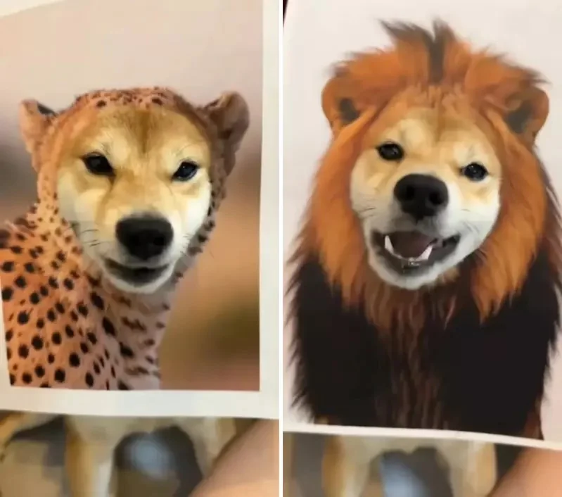 《如何在家合法飼養各種野生動物》原來一隻柴柴就能解決你的煩惱｜高清图片集