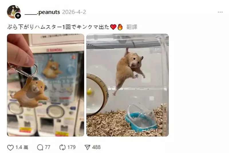 奇蹟般的一致《與扭蛋動作一模一樣的倉鼠》超搞笑的模樣讓人忍不住多看兩眼｜高清图片集
