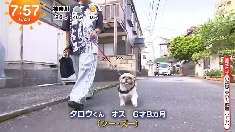 《超愛電車的西施犬》每天散步都要看到電車才滿足 電車經過還會瘋狂轉圈圈｜高清图片集