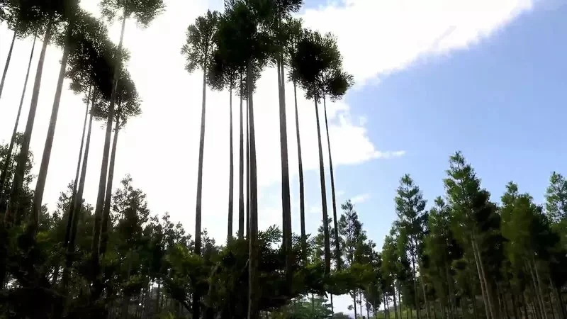 《極限競速 地平線6》玩家質疑樹木建模有BUG？原來是日本特有的台杉｜高清图片集