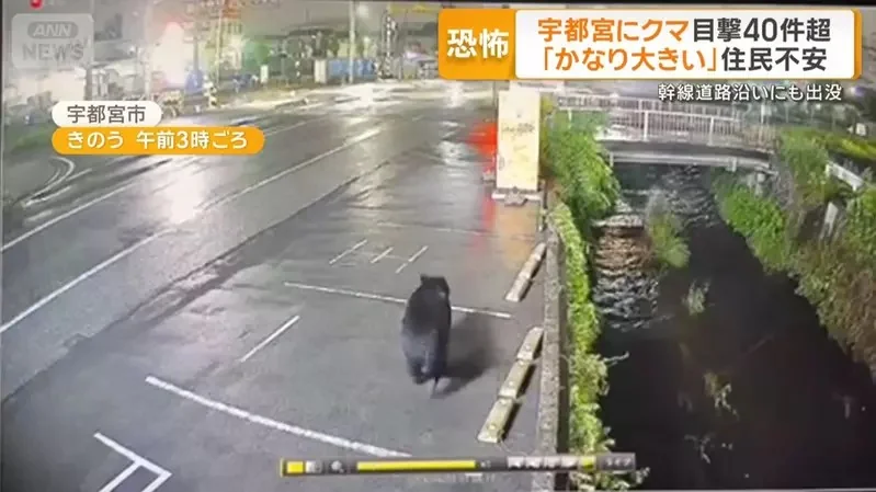 網友分享《用電動美甲機打磨拋光的黑熊爪》越覺得它漂亮就越感受到當中的恐怖(怕)｜高清图片集