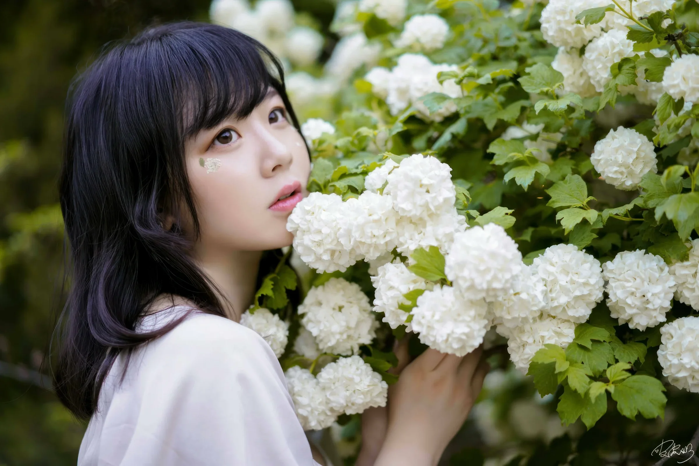 皮皮奶 – 绣球花｜高清图片集