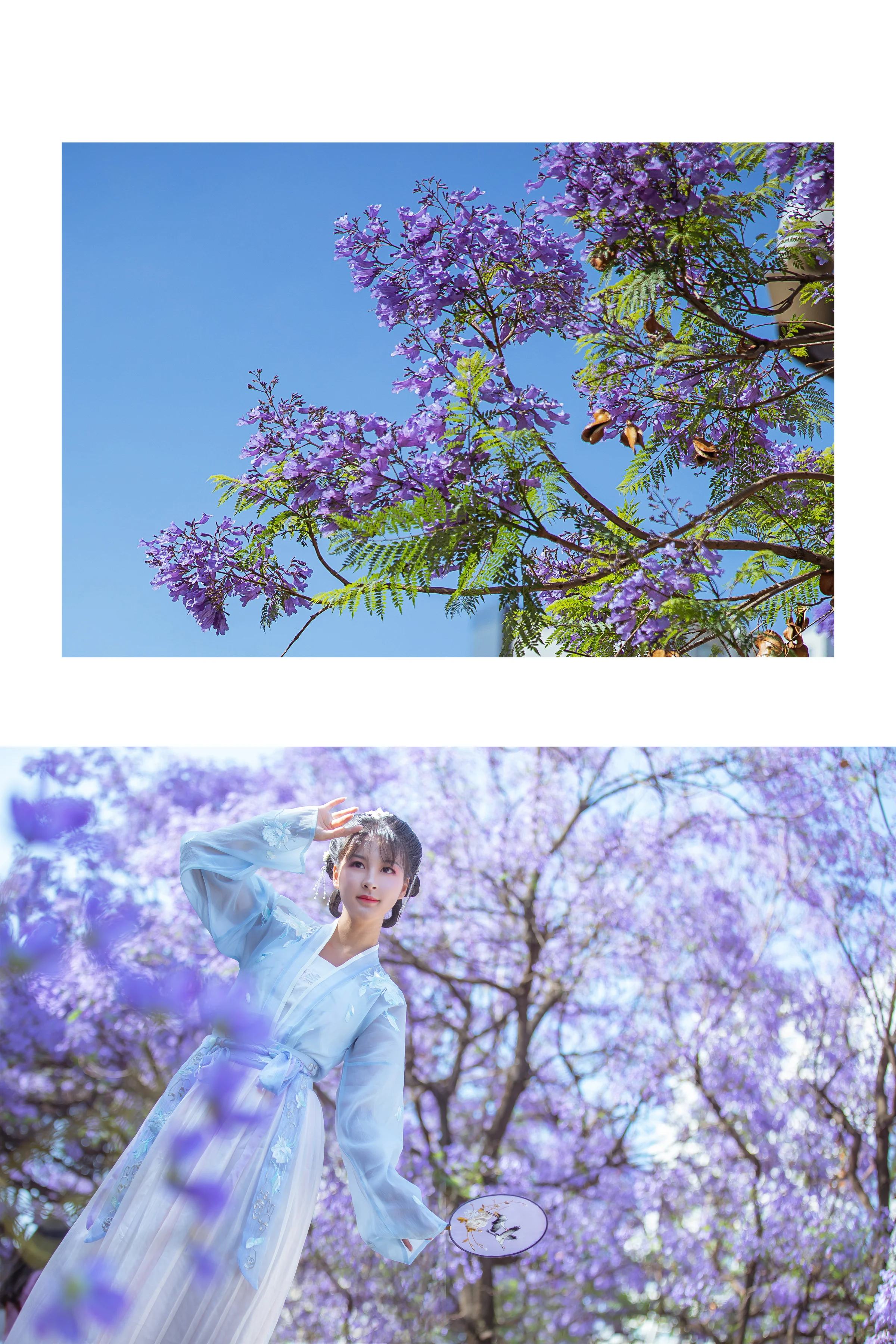 汉服蓝花楹｜高清图片集