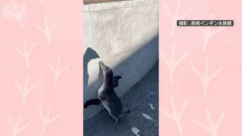 對著牆壁影子戰鬥的《洪堡企鵝》長崎企鵝水族館拍下的超有趣畫面｜高清图片集