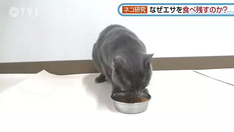 日本研究《貓咪為什麼飼料都吃剩》其實跟氣味一成不變有關係？｜高清图片集