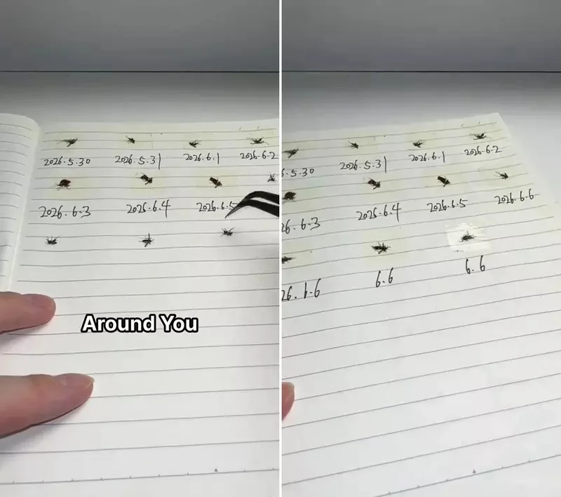 只針對《蚊子的連環殺手》抓來並進行各種實驗而聞名的內容創作者「Fatsocat」｜高清图片集