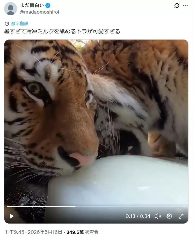 《老虎舔牛奶冰》影片爆紅 話說日本現在真的已經熱爆！現在這樣那7.8月還得了(擦汗)｜高清图片集
