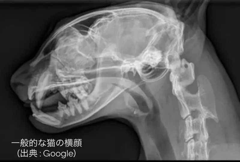 《下巴突出的貓貓》就連修冷氣的大哥看到都說有玩社群嗎？這拍照上傳肯定會紅啦｜高清图片集