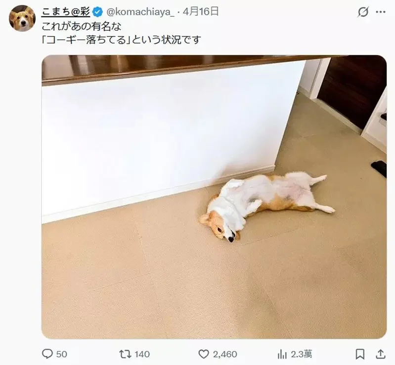柯基犬飼主的心情反饋，如果你努力勤奮的刷毛，那麼回報你的就是家裡多出一條狗｜高清图片集