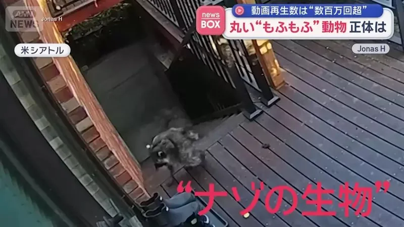 在美國西雅圖出沒的神秘生物《JIMOTHY》風靡全球的謎之動物其真面目是...｜高清图片集