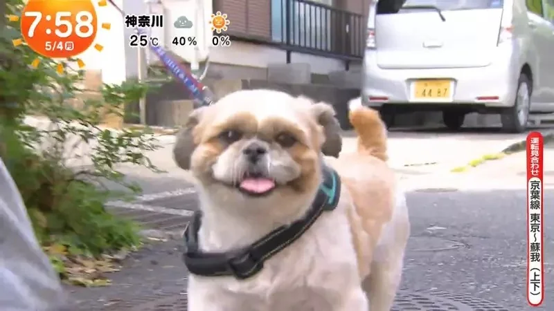 《超愛電車的西施犬》每天散步都要看到電車才滿足 電車經過還會瘋狂轉圈圈｜高清图片集