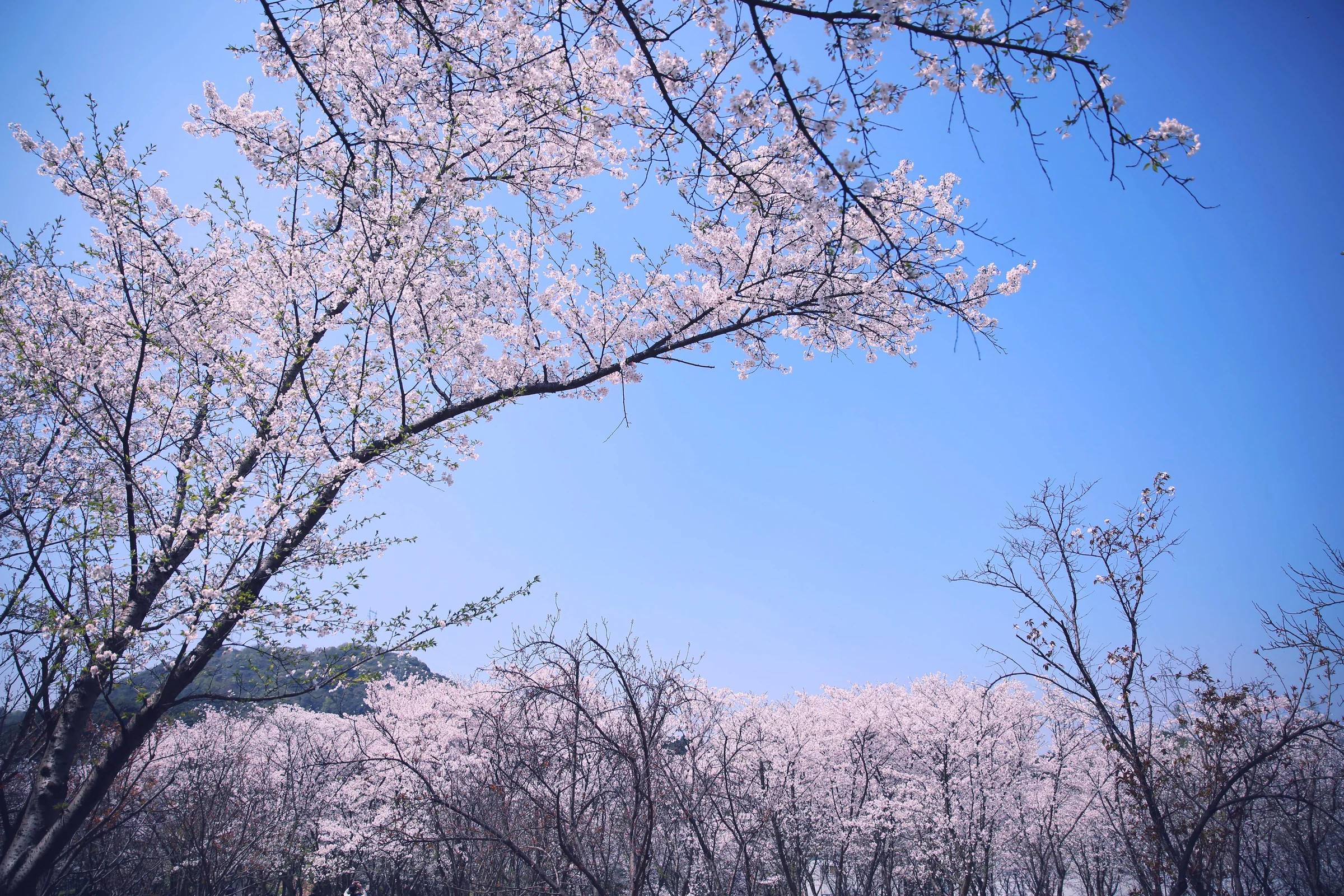 小林家的龙女仆 康娜COS写真，不得了，不得了