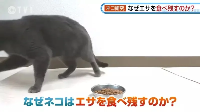 日本研究《貓咪為什麼飼料都吃剩》其實跟氣味一成不變有關係？｜高清图片集