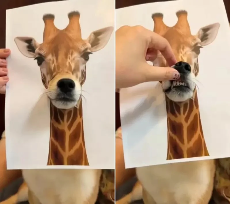 《如何在家合法飼養各種野生動物》原來一隻柴柴就能解決你的煩惱｜高清图片集