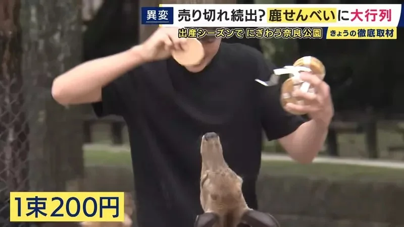 《奈良鹿仙貝售罄問題》最近觀光客想買都買不到？原來有難以提高產量的理由……｜高清图片集