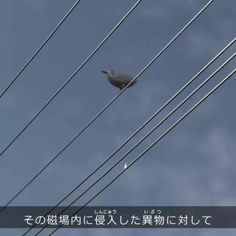 空想發明系列《防止被鳥糞砸到的神器》以後出門再也不用擔心鳥類空投惹｜高清图片集