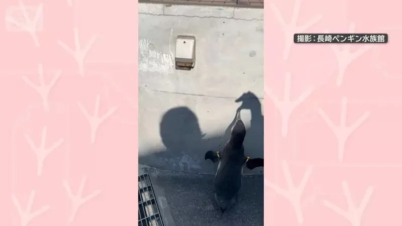 對著牆壁影子戰鬥的《洪堡企鵝》長崎企鵝水族館拍下的超有趣畫面｜高清图片集