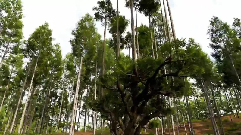 《極限競速 地平線6》玩家質疑樹木建模有BUG？原來是日本特有的台杉｜高清图片集