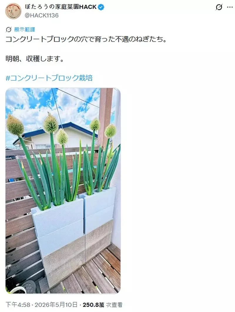 網友分享新穎的家庭菜園種植法 直接在水泥磚的洞裡種蔥會怎樣？｜高清图片集