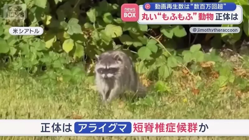 在美國西雅圖出沒的神秘生物《JIMOTHY》風靡全球的謎之動物其真面目是...｜高清图片集
