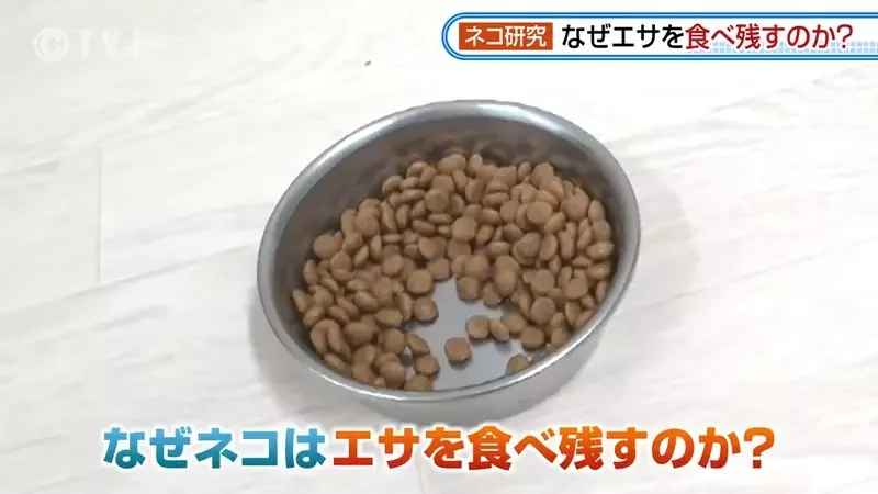 日本研究《貓咪為什麼飼料都吃剩》其實跟氣味一成不變有關係？｜高清图片集