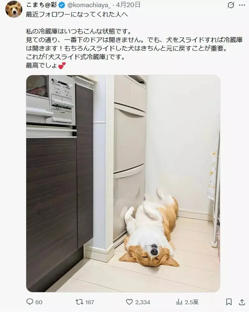 柯基犬飼主的心情反饋，如果你努力勤奮的刷毛，那麼回報你的就是家裡多出一條狗｜高清图片集