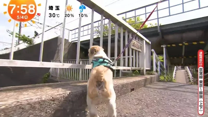 《超愛電車的西施犬》每天散步都要看到電車才滿足 電車經過還會瘋狂轉圈圈｜高清图片集