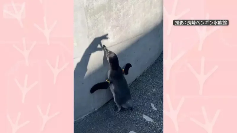 對著牆壁影子戰鬥的《洪堡企鵝》長崎企鵝水族館拍下的超有趣畫面｜高清图片集